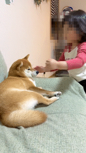 動物,犬,猫,しつけ,飼い方,育て方,病気,健康