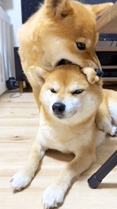 動物,犬,猫,しつけ,飼い方,育て方,病気,健康