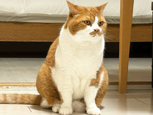 動物,犬,猫,しつけ,飼い方,育て方,病気,健康
