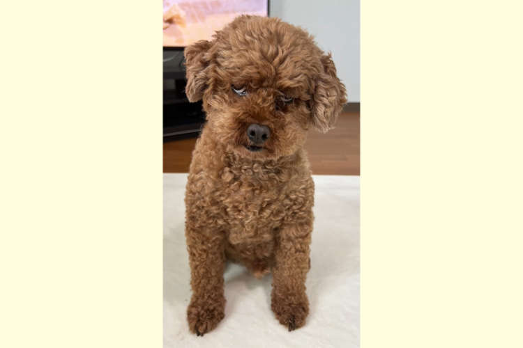 【半グレイッヌ】名前を呼んだだけでこれ。可愛い写真が撮りたかったのに愛犬が想像を超えてきた