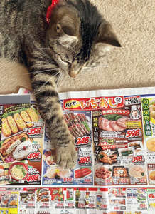 動物,犬,猫,しつけ,飼い方,育て方,病気,健康