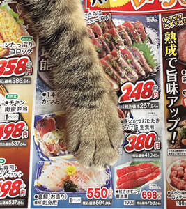 動物,犬,猫,しつけ,飼い方,育て方,病気,健康