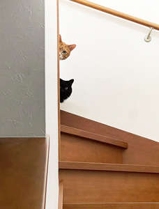 動物,犬,猫,しつけ,飼い方,育て方,病気,健康