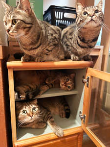 動物,犬,猫,しつけ,飼い方,育て方,病気,健康