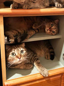 動物,犬,猫,しつけ,飼い方,育て方,病気,健康
