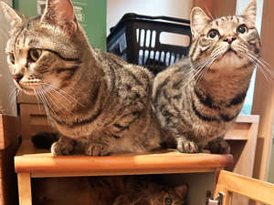 動物,犬,猫,しつけ,飼い方,育て方,病気,健康