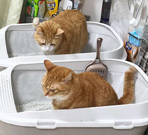 動物,犬,猫,しつけ,飼い方,育て方,病気,健康