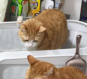 動物,犬,猫,しつけ,飼い方,育て方,病気,健康