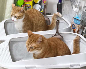 動物,犬,猫,しつけ,飼い方,育て方,病気,健康