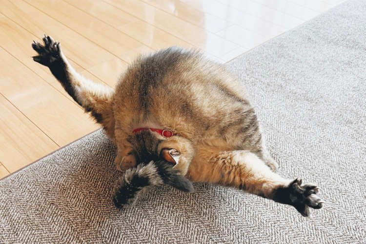 【主、見て～♪】足パァッ！ が物語る難易度。 飼い主さんも撮らずにはいられなかった幻の大技！？
