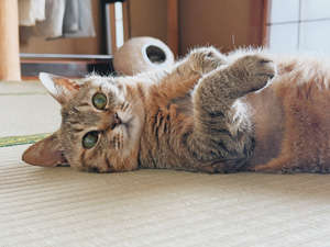 動物,犬,猫,しつけ,飼い方,育て方,病気,健康