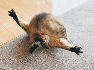 動物,犬,猫,しつけ,飼い方,育て方,病気,健康