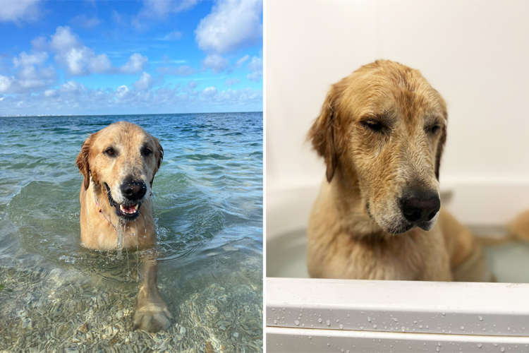 【雲泥の差】海とお風呂で別犬になるワンコ。お風呂 → 水は水でもこれじゃないんだよなぁ…