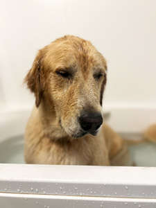動物,犬,猫,しつけ,飼い方,育て方,病気,健康