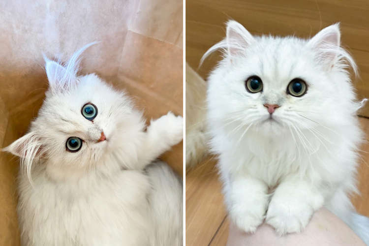 【妖精さんですか？】パパの耳毛を受け継いだ子猫がそっくり過ぎて…やばいぃぃぃ♡