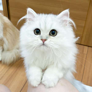 動物,犬,猫,しつけ,飼い方,育て方,病気,健康