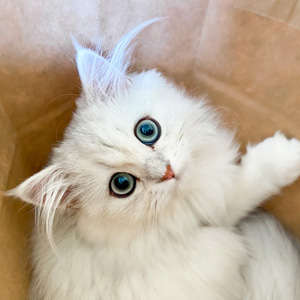 動物,犬,猫,しつけ,飼い方,育て方,病気,健康