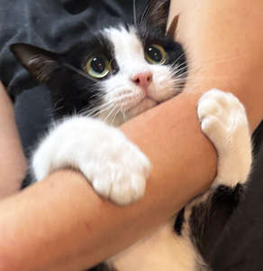 動物,犬,猫,しつけ,飼い方,育て方,病気,健康