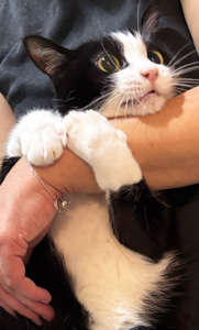動物,犬,猫,しつけ,飼い方,育て方,病気,健康
