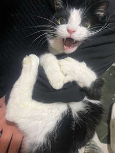 動物,犬,猫,しつけ,飼い方,育て方,病気,健康