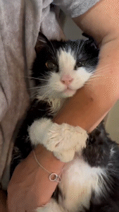 動物,犬,猫,しつけ,飼い方,育て方,病気,健康