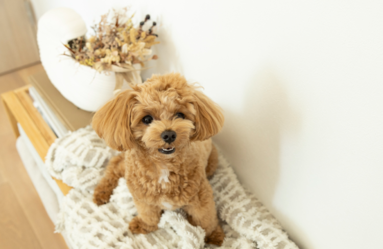 動物,犬,猫,しつけ,飼い方,育て方,病気,健康