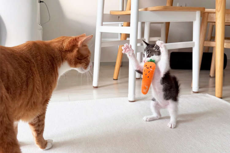 【この人参が目に入らぬか！】おもちゃを咥え先輩猫を脅かす子猫。どう考えても可愛さが勝ってる