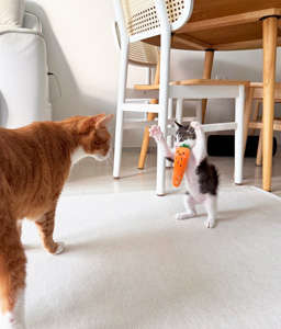 動物,犬,猫,しつけ,飼い方,育て方,病気,健康