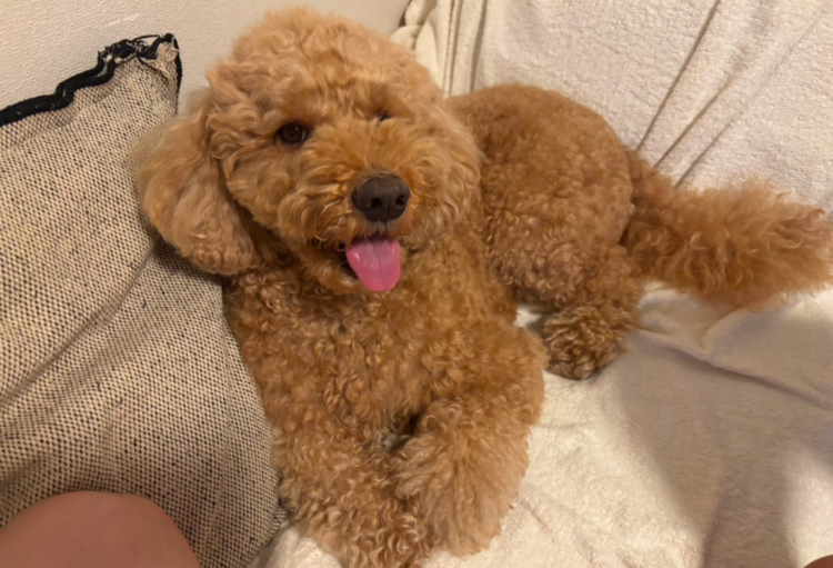 動物,犬,猫,しつけ,飼い方,育て方,病気,健康