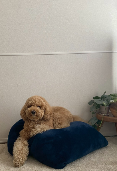 動物,犬,猫,しつけ,飼い方,育て方,病気,健康