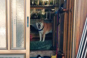 動物,犬,猫,しつけ,飼い方,育て方,病気,健康