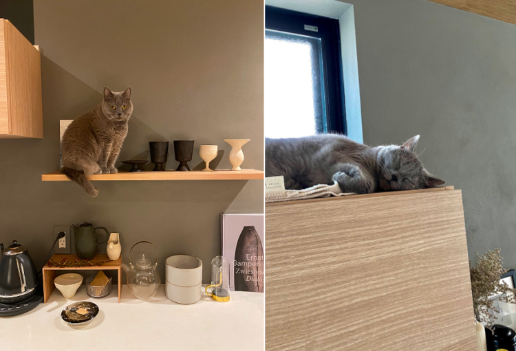 動物,犬,猫,しつけ,飼い方,育て方,病気,健康