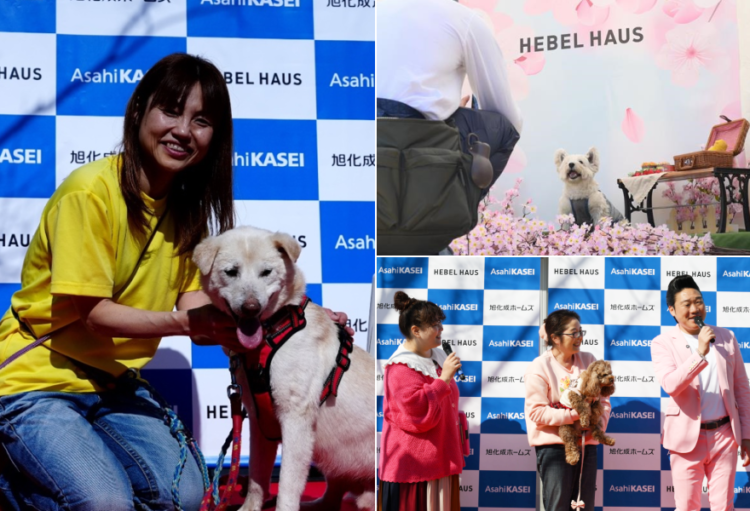 動物,犬,猫,しつけ,飼い方,育て方,病気,健康