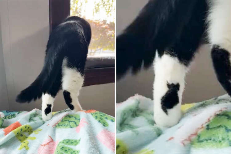 【こんなところにいた！】いつも一緒でどこまでもついてくる♡ 猫の足元に “住んでいる” 小さな黒猫