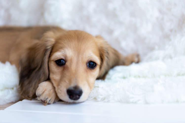 動物,犬,猫,しつけ,飼い方,育て方,病気,健康