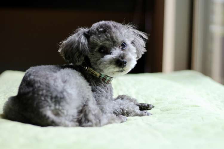 動物,犬,猫,しつけ,飼い方,育て方,病気,健康
