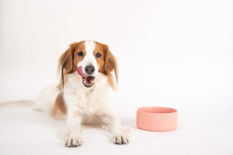 動物,犬,猫,しつけ,飼い方,育て方,病気,健康