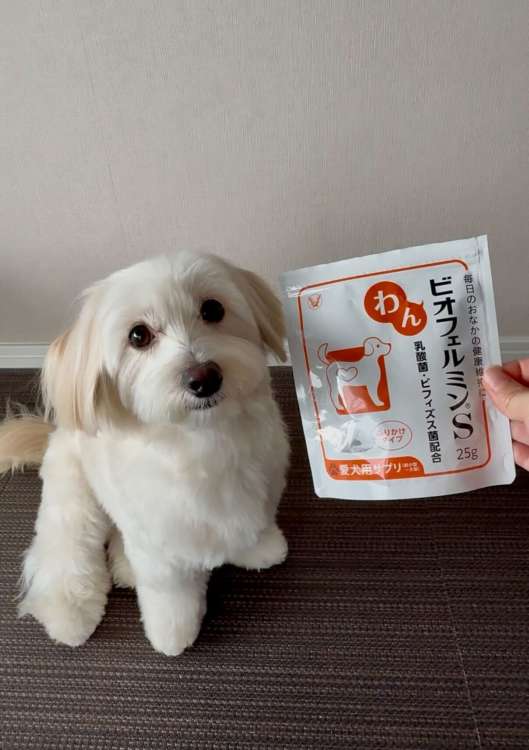 動物,犬,猫,しつけ,飼い方,育て方,病気,健康