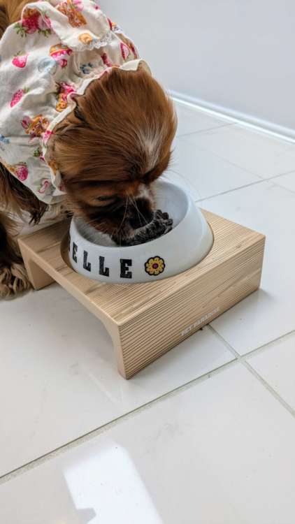 動物,犬,猫,しつけ,飼い方,育て方,病気,健康