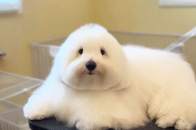 【おにぎりよりもおにぎりすぎる！？】ふんわりほわほわ♡ このワンコの犬種は何？