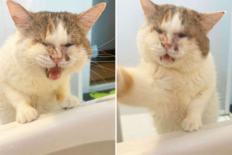 【危ないから水なんかに浸かるな!】入浴中の飼い主さんを叱るニャンコ。愛の鉄拳で注意喚起?