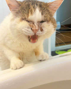 動物,犬,猫,しつけ,飼い方,育て方,病気,健康