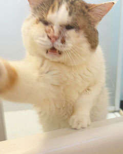 動物,犬,猫,しつけ,飼い方,育て方,病気,健康