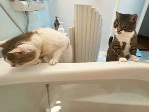 動物,犬,猫,しつけ,飼い方,育て方,病気,健康