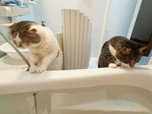 動物,犬,猫,しつけ,飼い方,育て方,病気,健康