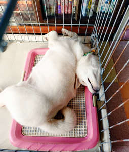 動物,犬,猫,しつけ,飼い方,育て方,病気,健康