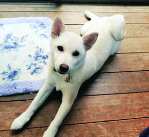 動物,犬,猫,しつけ,飼い方,育て方,病気,健康