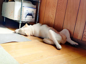 動物,犬,猫,しつけ,飼い方,育て方,病気,健康
