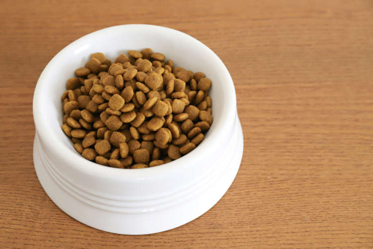 動物,犬,猫,しつけ,飼い方,育て方,病気,健康
