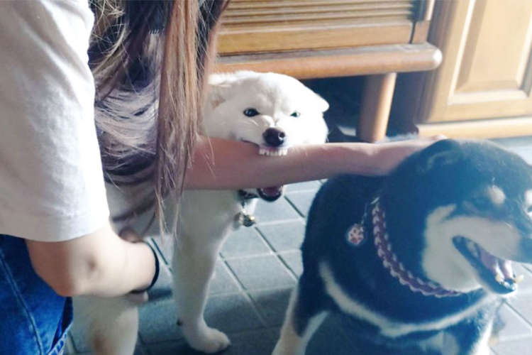 【嫉妬が爆発!】姉柴を撫でるお客さんに向けられたBIG LOVE♡ 飼い主さんも震える妹柴の策略